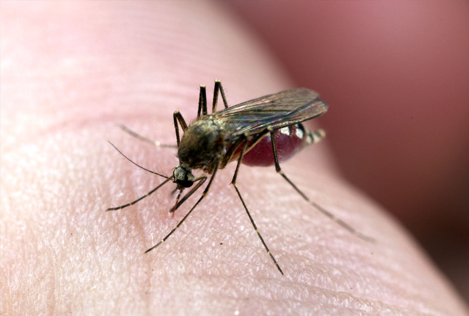 Summer Insect Bites